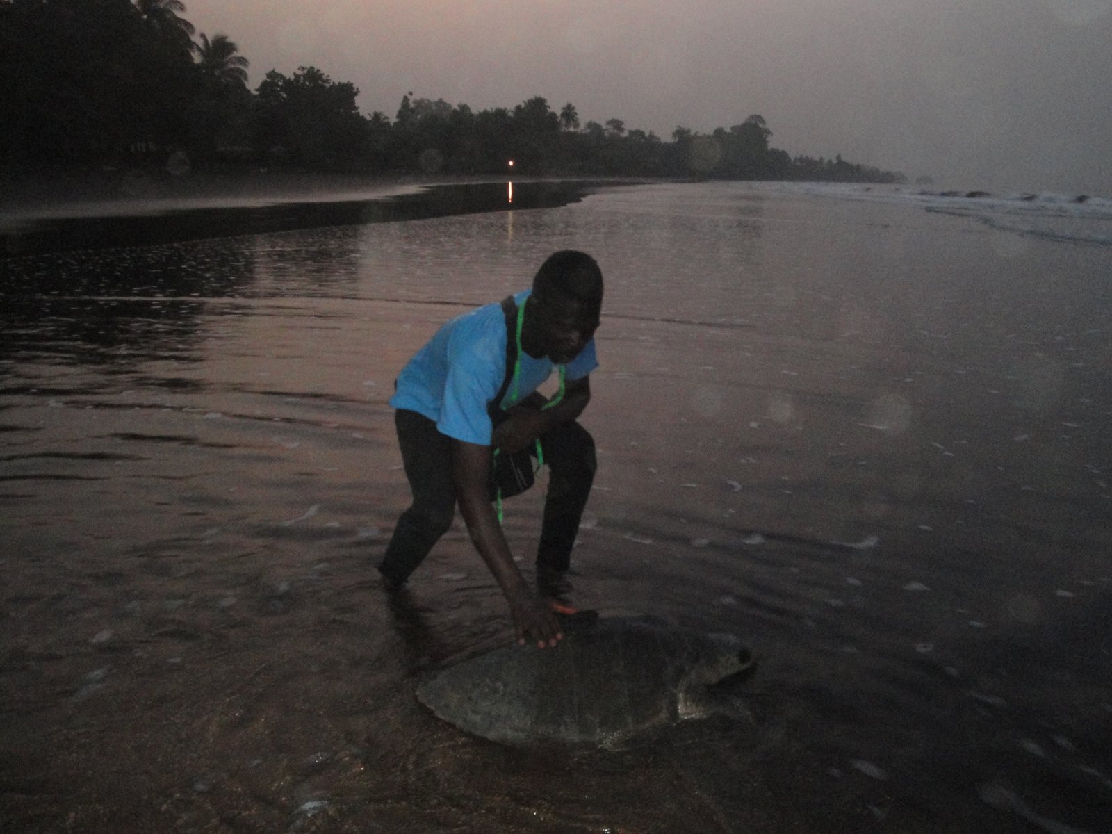 
                                             Sea Turtle Conservation becoming a success story	