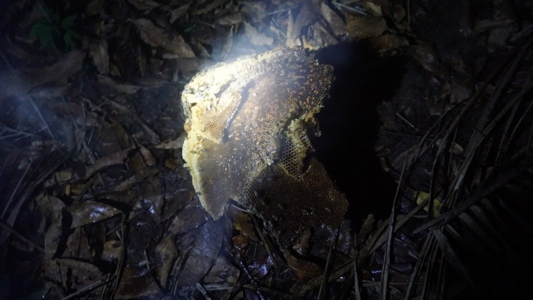 
                                             First harvest of “manatee honey” at Lake Ossa	