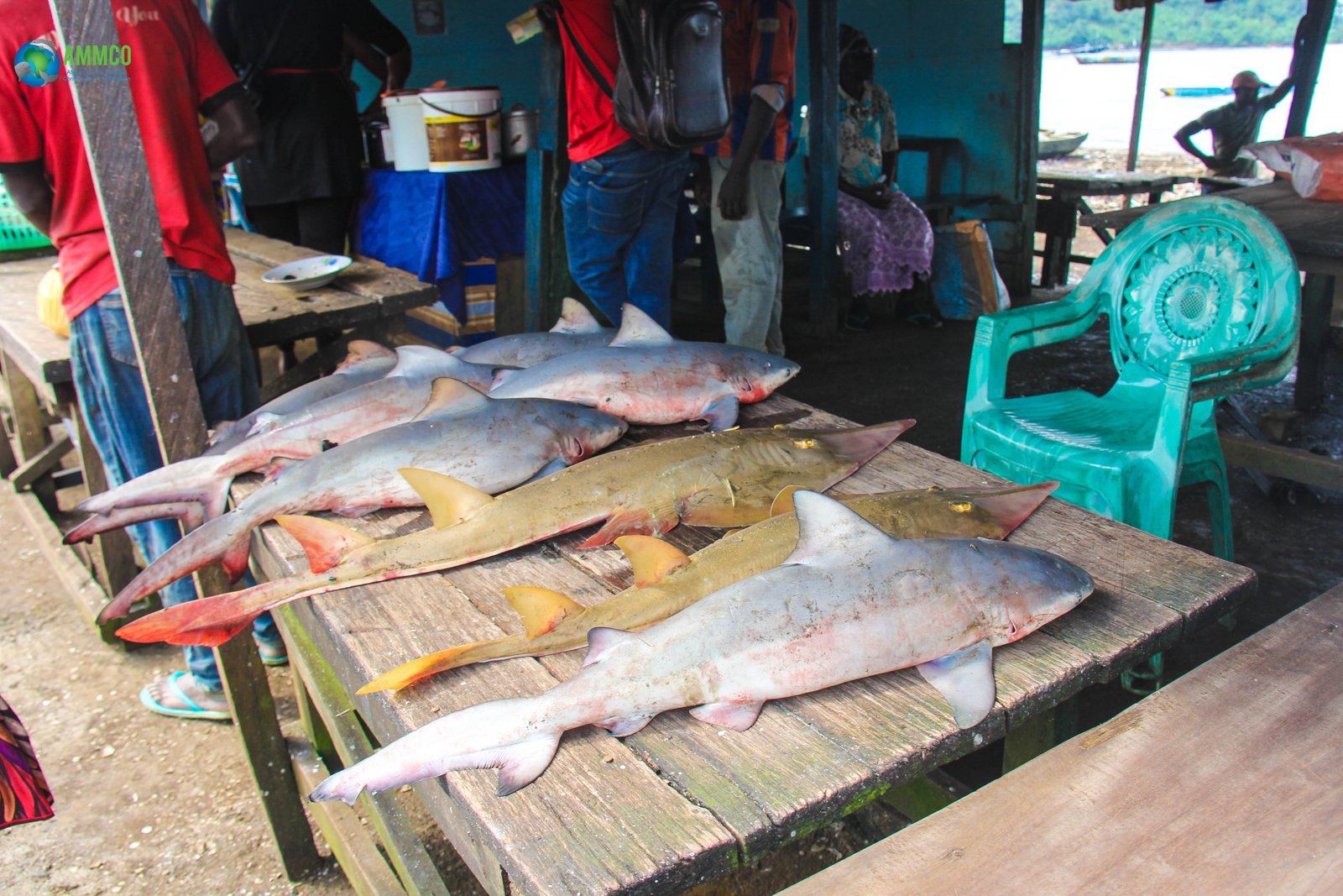 Monitoring and conservation of aquatic megafauna