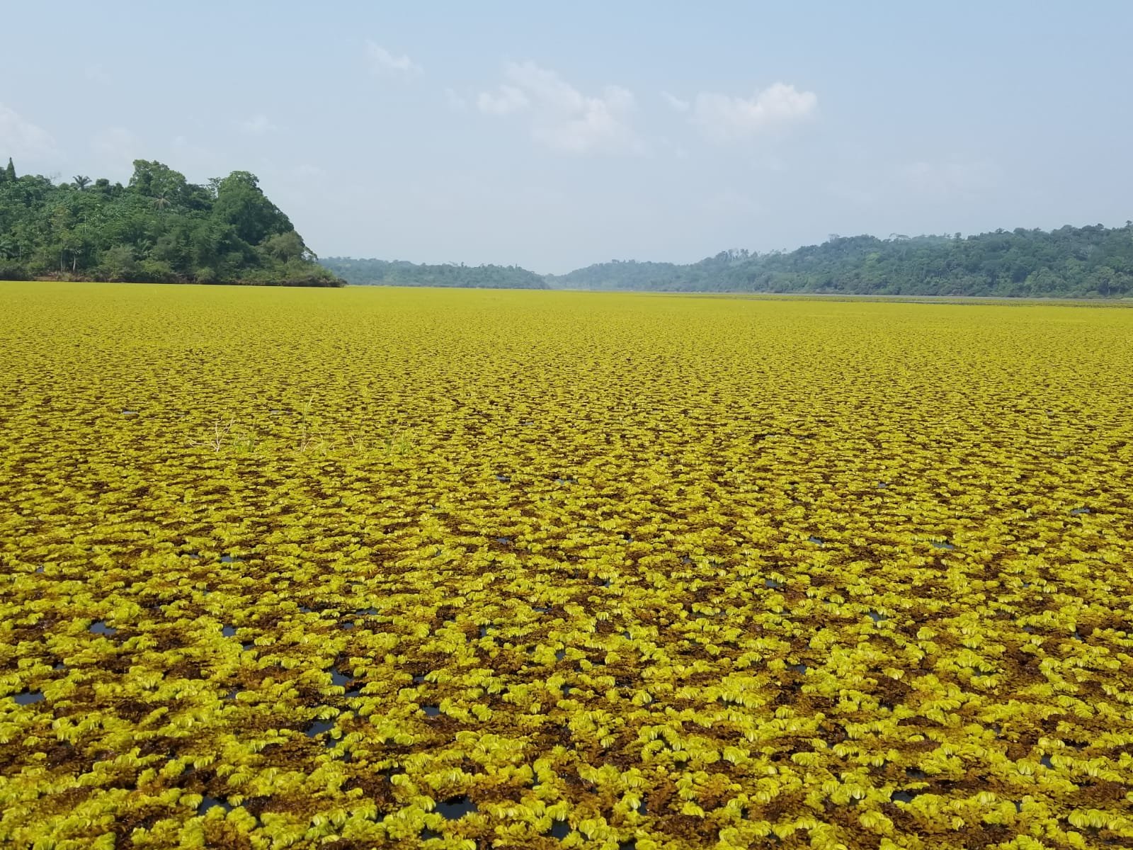 
                                             What’s happening now with the Salvinia plant at Lake Ossa?	